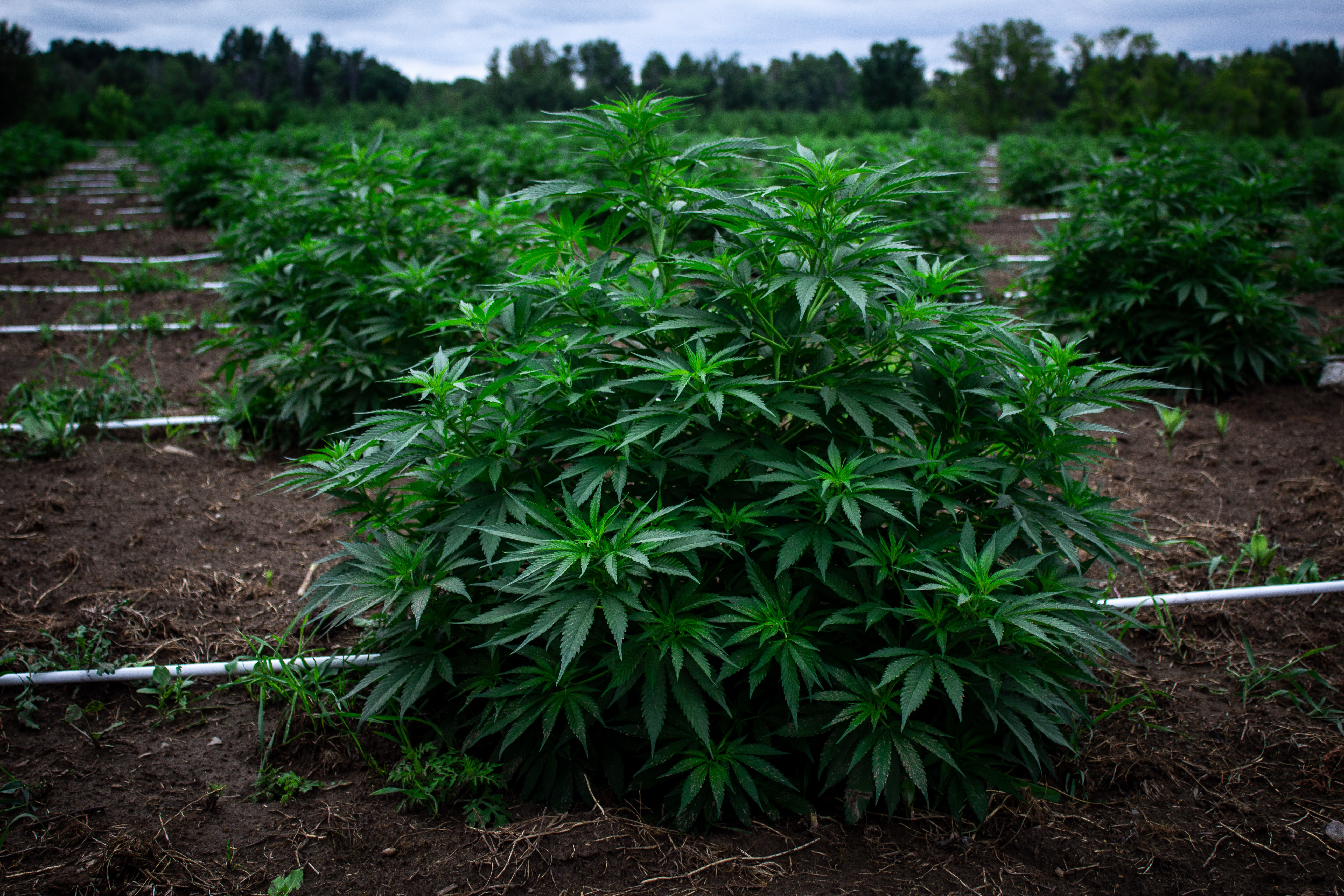 Canada首例合法大型室外大麻作物